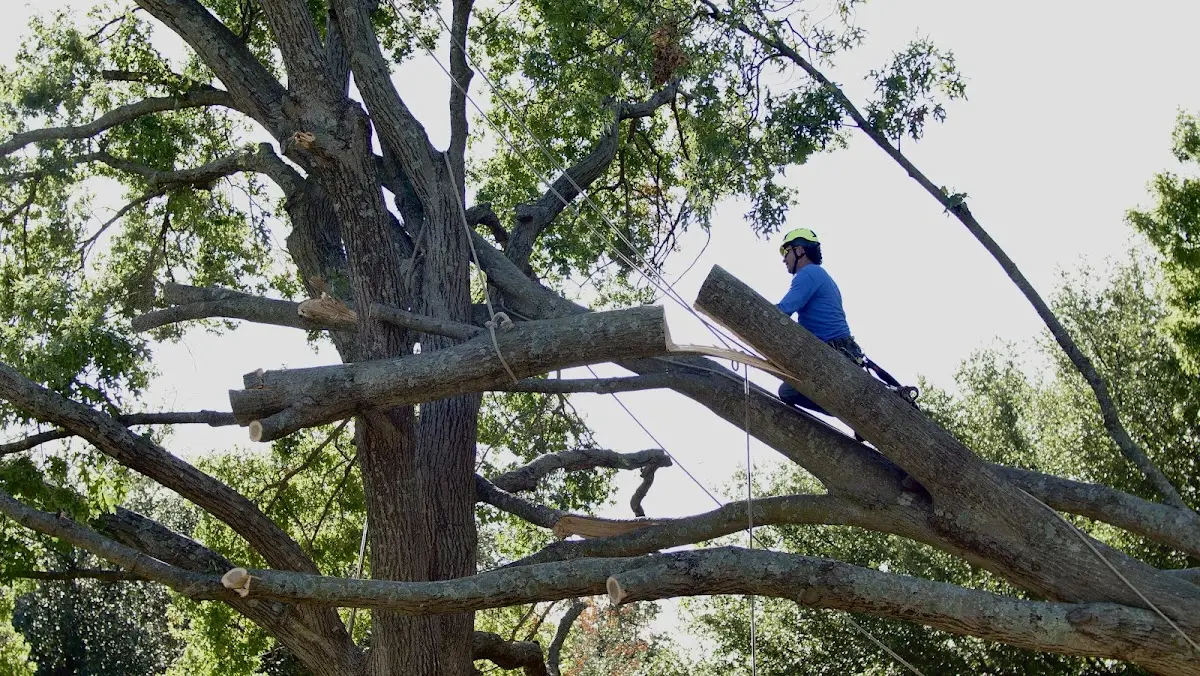 Professional Crown Thinning performed by certified arborists in Edmeston
