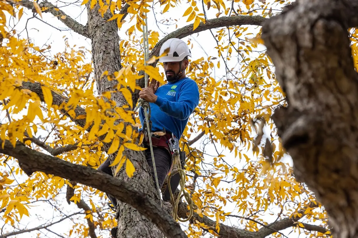 Skilled Tree Pruning crew working in Edmeston
