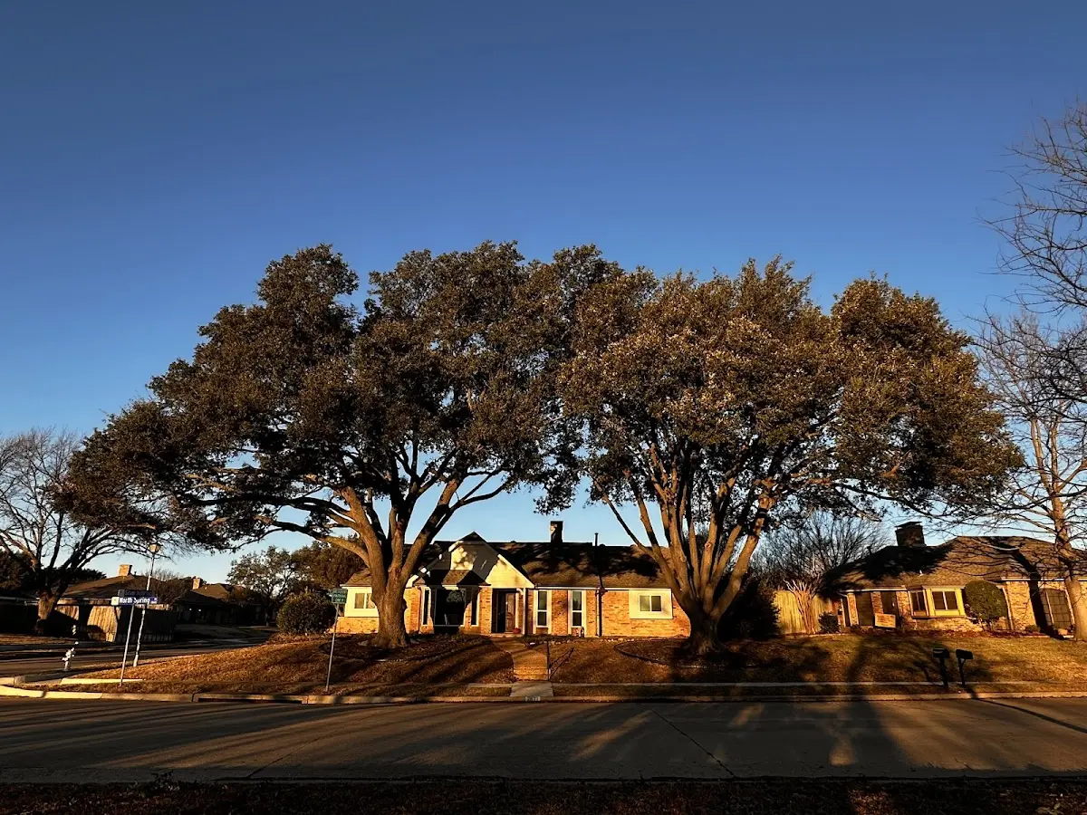 Established residential canopy tree shading a home in Edmeston
